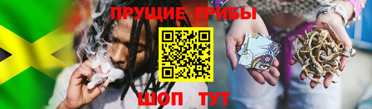 Галлюциногенные грибы Psilocybine cubensis Гусев