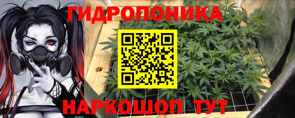 Марихуана гибрид Гусев